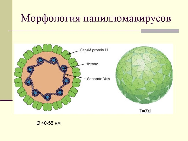 Морфология папилломавирусов Ø 40-55 нм